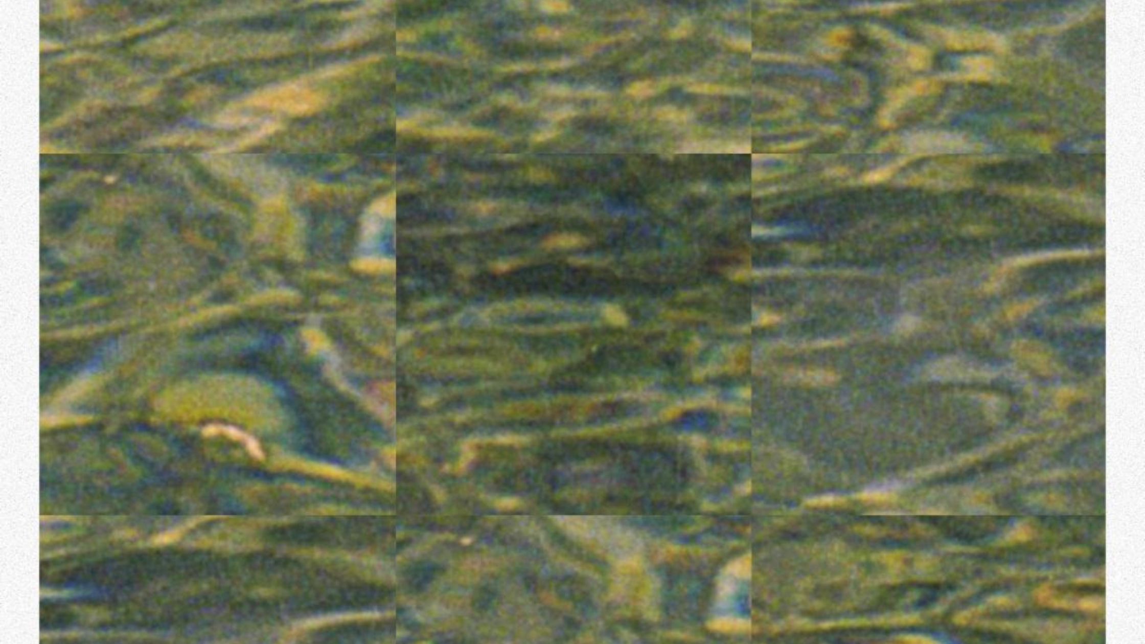 Chicochica presenta en FROW Coolture