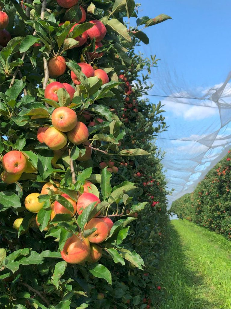 manzanas francesas en FROW Coolture