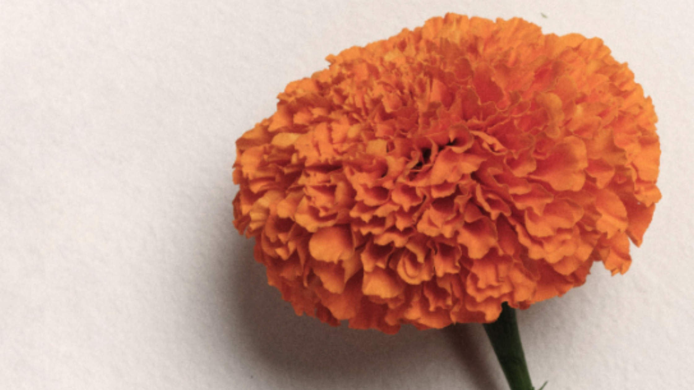 st Vincent en pure coolture